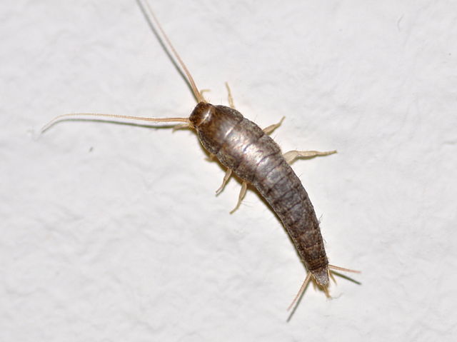 Silberfische an der Wand