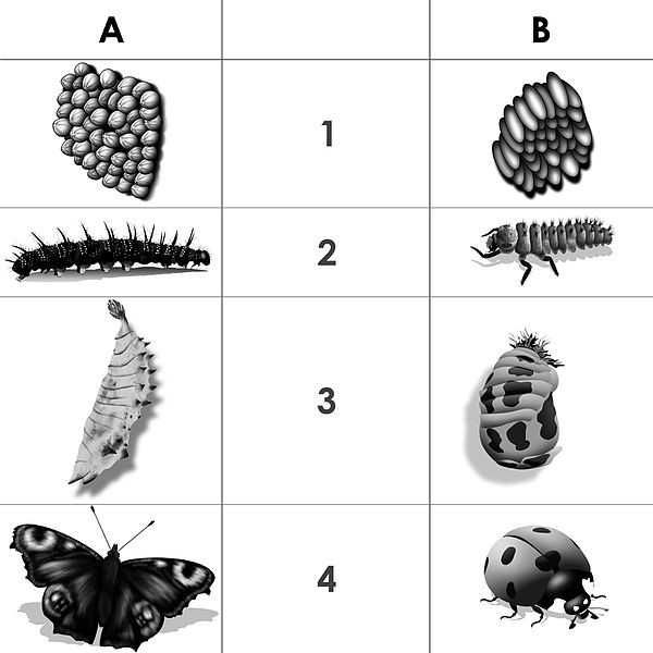 Stadien der Metamorphose