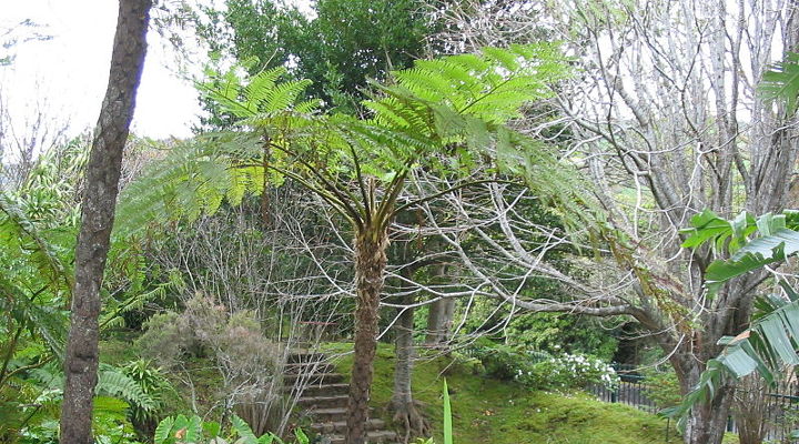 Baumfarn: Cyathea Cooperi