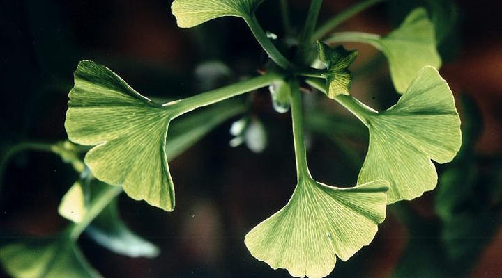 Blatt des Gingko Biloba