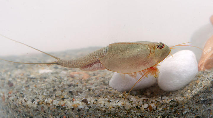 Triops longicaudatus