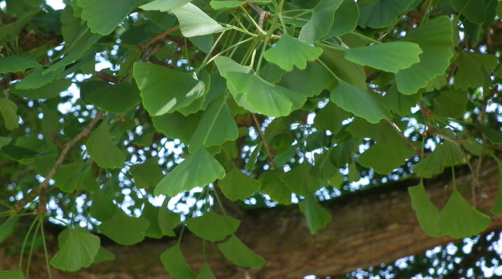 Blätter des Ginkgo Biloba