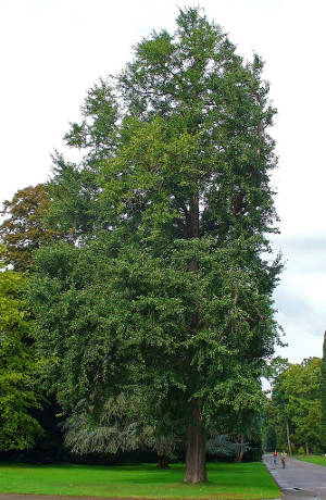 Ginkgo biloba in einem Park in Karlsruhe